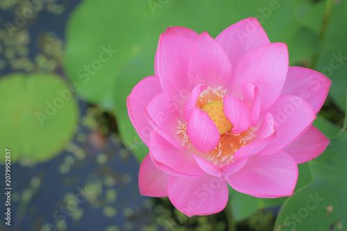 Pink sacred lotus closeup with bokeh, summer Japan