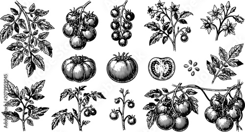 Foto Botanical tomato plant branches with leaves flowers and ripening fruit on a whit