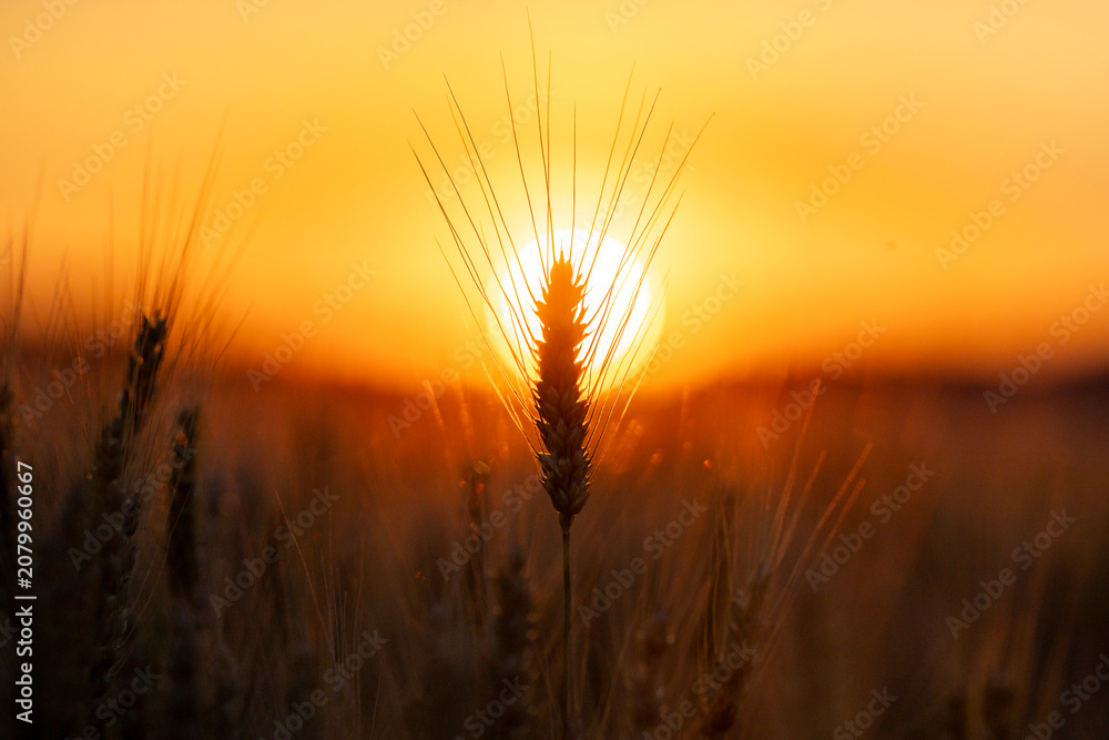 Fototapeta premium Silhouette wheat against sun. Silhouette ear in field. Dark silhouette with awn. Golden silhouette at sunset.