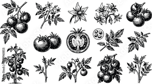 Hand-drawn botanical illustrations of ripe tomatoes and leaves with delicate stems on a white background