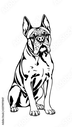 Dogue de Bordeaux dog breed line drawing clip art animal hand drawing vector black and white realistic breed pet, pet, black and white