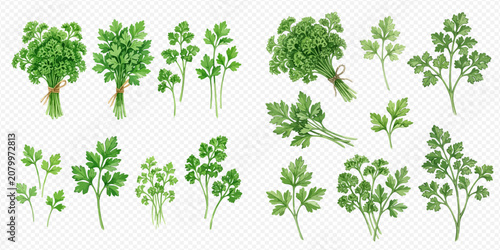 Schilderij op canvas Fresh green parsley leaves and bunches set, aromatic herb used in cooking, vector illustration
