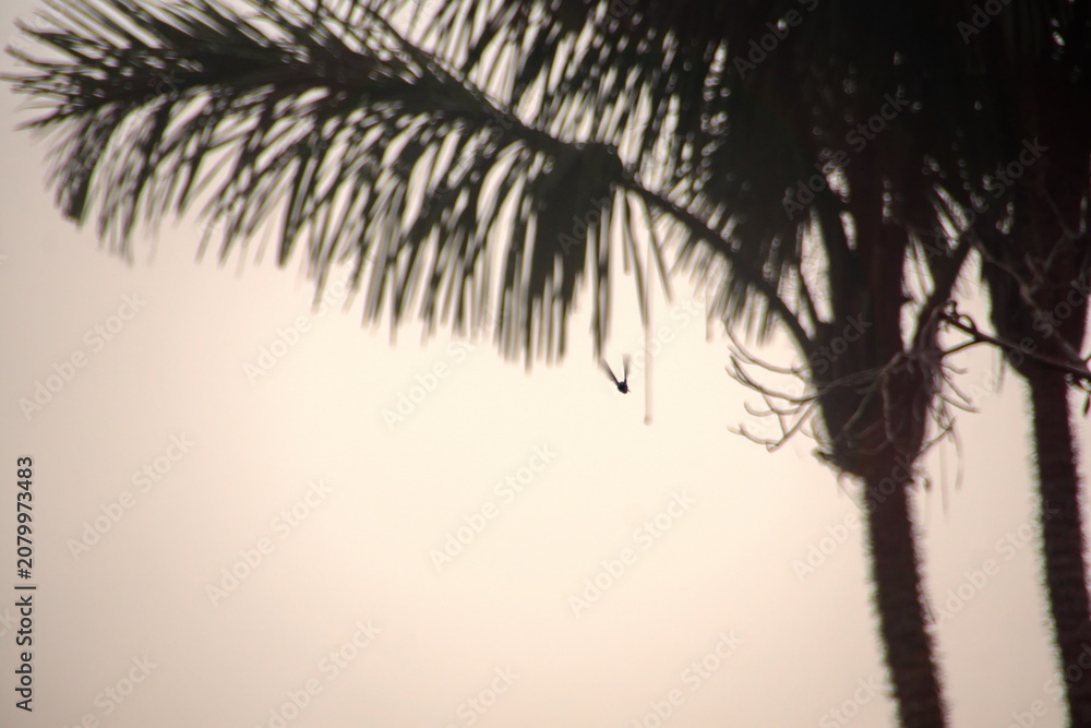 Fototapeta premium Silhouette of a hummingbird flying around a palm tree in the Cuyabeno Wildlife Reserve, outside of Lago Agrio, Ecuador