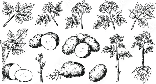 Botanical potato plant elements in an engraving vintage style for agricultural design during harvest season