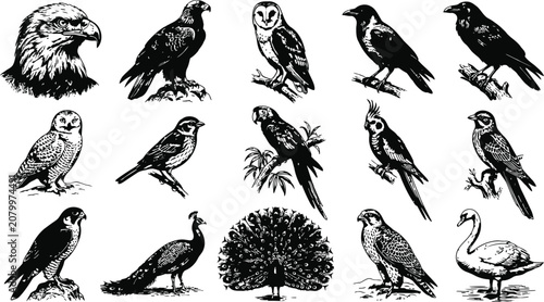 Bild auf Leinwand Collection of diverse birds in flight and perched presented with engraving vinta