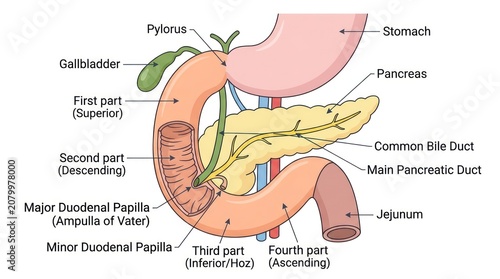 Anatomical chart showing sections of human duodenum with attached pancreas and bile ducts.