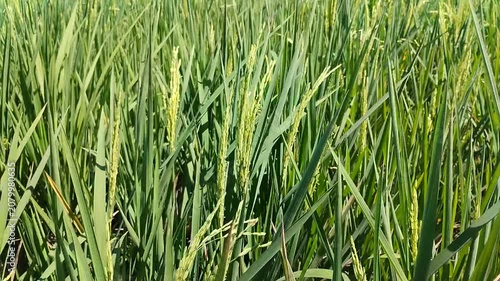 Lush green rice field with plants swaying in the breeze
