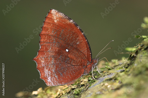 Chestnut Palmfly (Elymnias obnubila) 
Pang Sida National Park in Sa Kaeo Province,Thailand