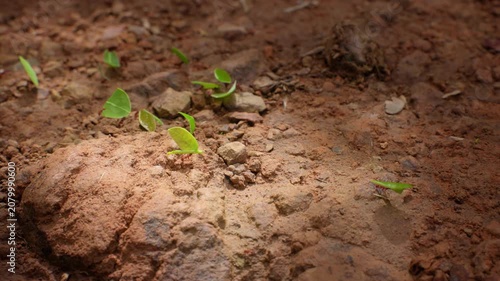 Leafcutter ants march in line carrying bright green leaf fragments over reddish brown dirt and small rocks. Close-up macro view captures industrious insects transporting foliage across rough terrain.