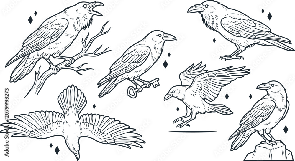 Fototapeta premium Hand Drawn Raven and Crow Outline Collection with Flying Perching Calling and Landing Corvid Birds Wildlife Vector Illustration Set