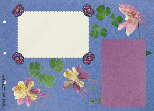 Photo album with empty photo frames with corners. Page for stories.  Scrapbook, floral elements. Page from old photo album. Dried pressed aquilegia flowers. Postcard, banner, poster, invitations.