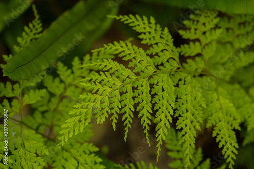 green fern leaves