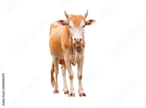 Horned brown farm cow standing against a isolated white background with livestock agriculture isolated background domestic countryside herbivore breeding portrait standing