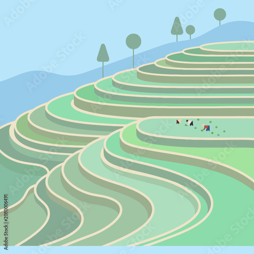 Green terraced rice fields under a clear blue sky