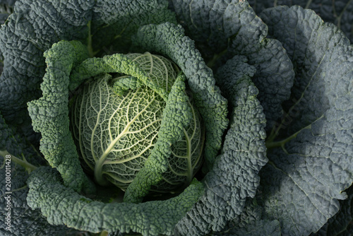 A green, ripe savoy cabbage in a field, photographed from above.
