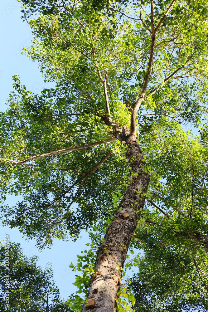 Fototapeta premium Bottom view looking up at a tall tree trunk extending branches with green leaves into a clear blue sky.