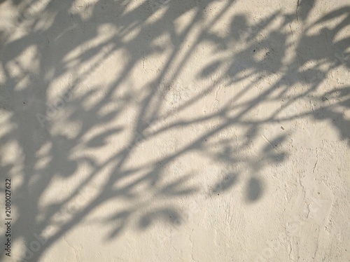 Tree Branch Shadow Pattern on White Wall with Natural Sunlight