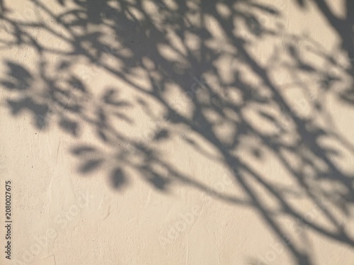 Tree Branch Shadow Pattern on White Wall with Natural Sunlight