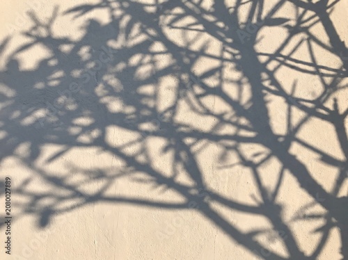 Tree Branch Shadow Pattern on White Wall with Natural Sunlight