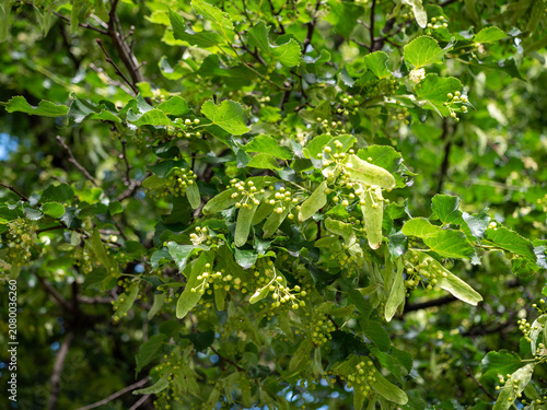 Fotografi Close-up of linden tree branches with young fruits, green leaves and bracts after flowering