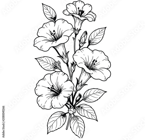 Handdrawn botanical illustration of morning glory flowers and leaves