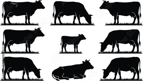 Fotografie Silhouettes of cows and calf in various poses grazing standing and lying on gras