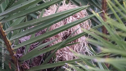 Lonchura maja's nest (Bondol haji, pipit haji, White headed mannikin, Pale headed munia, mannikin) on the plam tree.