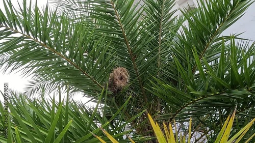 Lonchura maja's nest (Bondol haji, pipit haji, White headed mannikin, Pale headed munia, mannikin) on the plam tree.