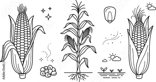 Obraz na plátně Corn stalk and maize doodle vector set with organic corn cob kernel agriculture
