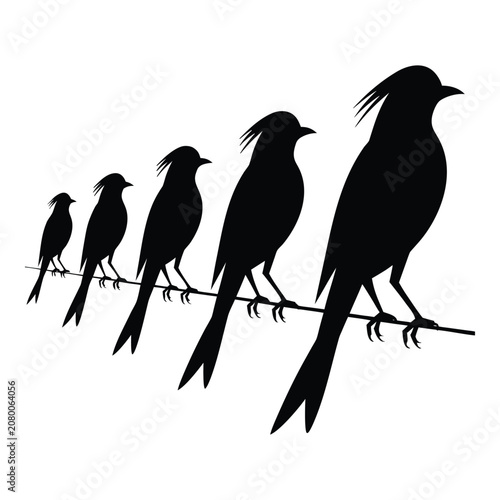 Silhouette of five birds on a wire
