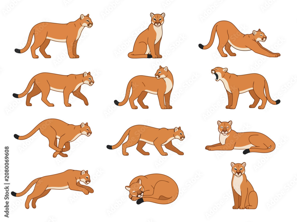 Obraz premium A collection of mountain lion illustrations in various poses and actions.