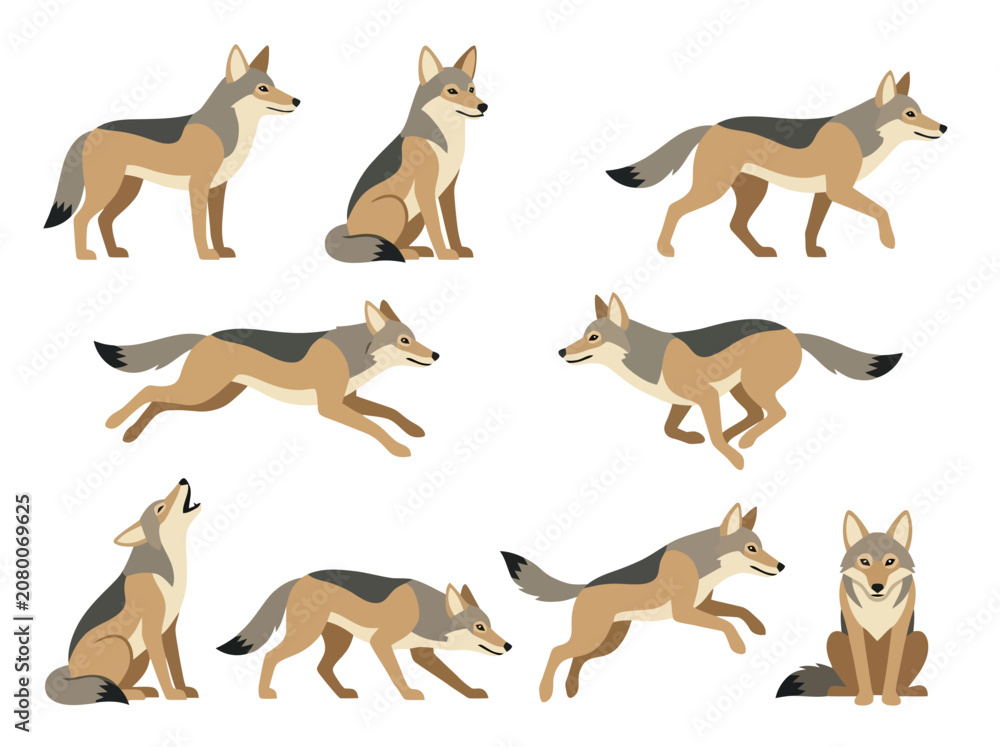 Obraz premium A collection of coyotes in various poses and actions.