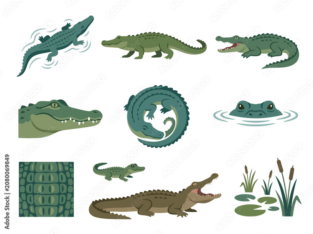 Fototapeta premium A collection of various crocodile and alligator illustrations in different poses and styles.