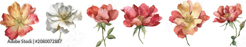 red flowers isolated on white background