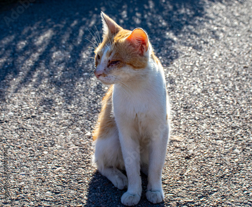 Foto Stray ginger and white cat with an injured eye sitting on an asphalt road outdoor street homeless pet problem sad domestic animal close up portrait