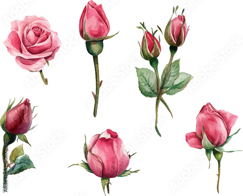 pink roses on white background