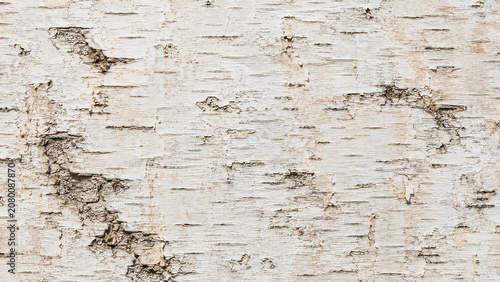 White birch bark texture background.