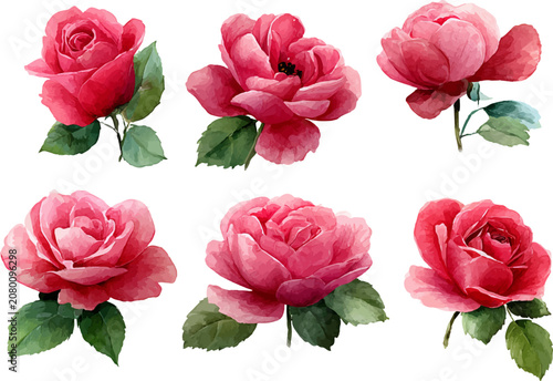 set of pink roses isolated