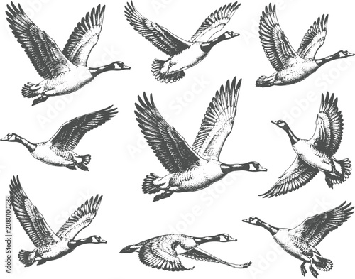 фотографія Vintage Flying Wild Geese Set Engraving Vector | Migratory Birds Antique Hand Dr