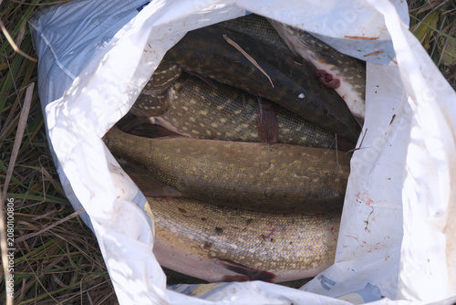 Canvastavla Freshly caught pike fish inside a plastic bag