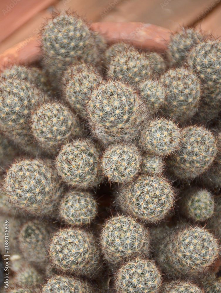Fototapeta premium beautiful prickly cactus in the garden