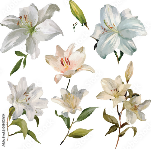 set of lily flowers