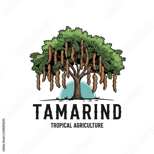Tamarind tropical agriculture tree with green leaves branch for organic farm fruit plantation nature environment herbal ingredient logo design