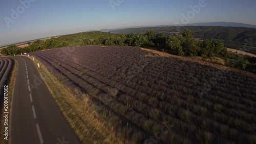 champs de lavande - plateau de Valensole sud de la France