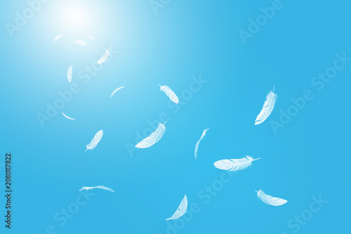 White Bird feathers flying on blue sky. fluffy downy. symbol of freedom and peace. white clouds and blue sky background. feathers floating in heavenly.	
