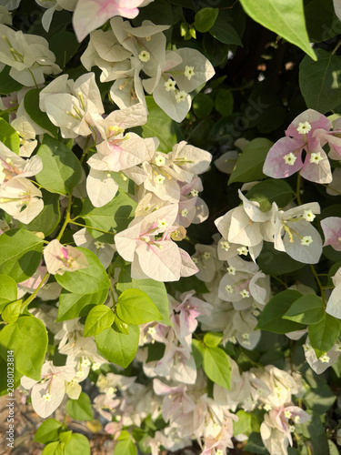 white Bougainvillea flowers in the garden