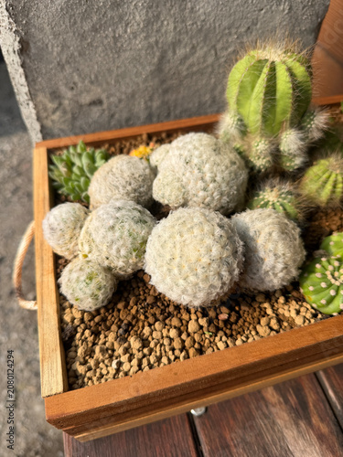 cactus plant on wooden pot