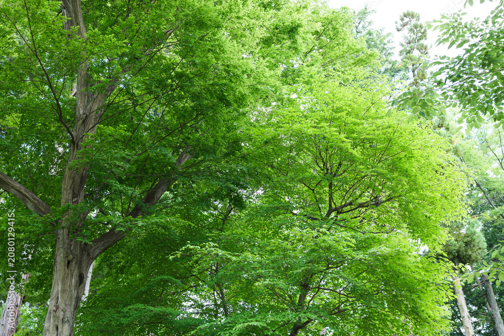 Fototapeta premium 公園の新緑の樹木