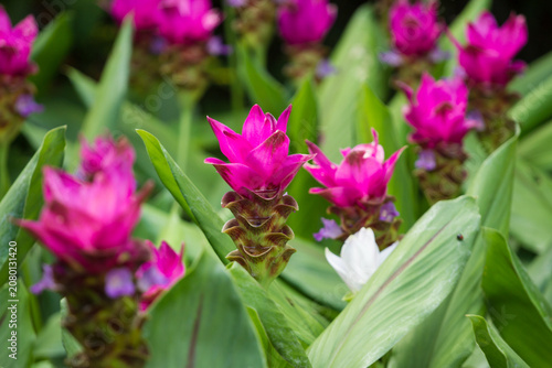 close up Siam Tulip in a field