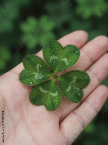 Velvety Lucky Clover Macro Glow